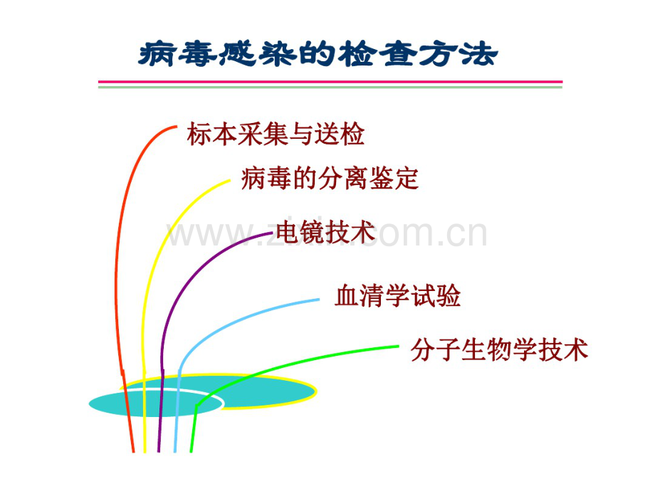 病毒感染检查方式.pdf_第1页