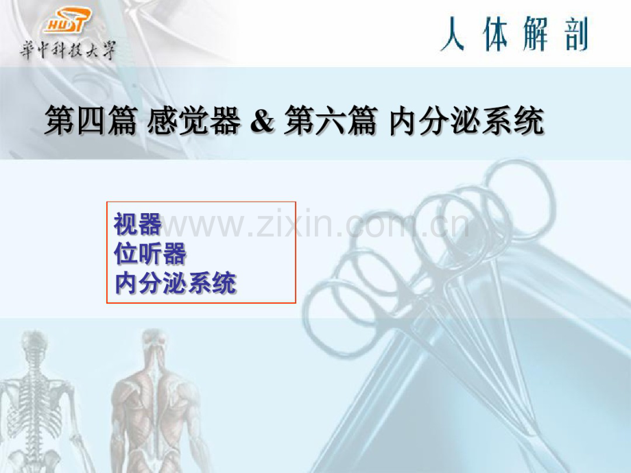 人体解剖学视器、位听器、内分泌.pdf_第1页