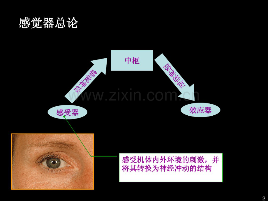 人体解剖学视器、位听器、内分泌.pdf_第2页