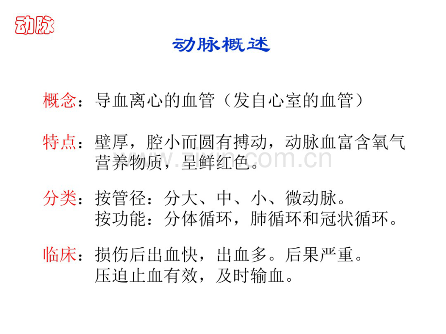 人体解剖学--动脉.pdf_第2页