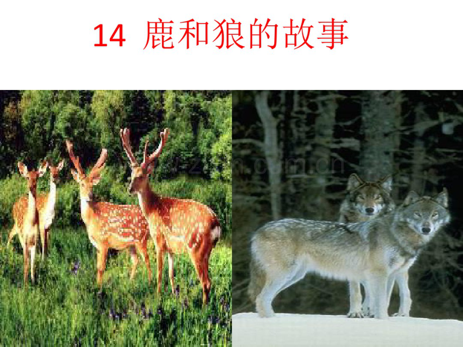 《鹿和狼的故事》课件.pdf_第2页