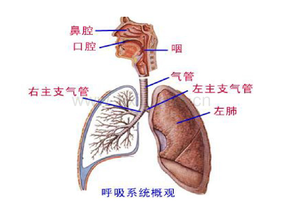 病理学课件呼吸.pdf_第2页