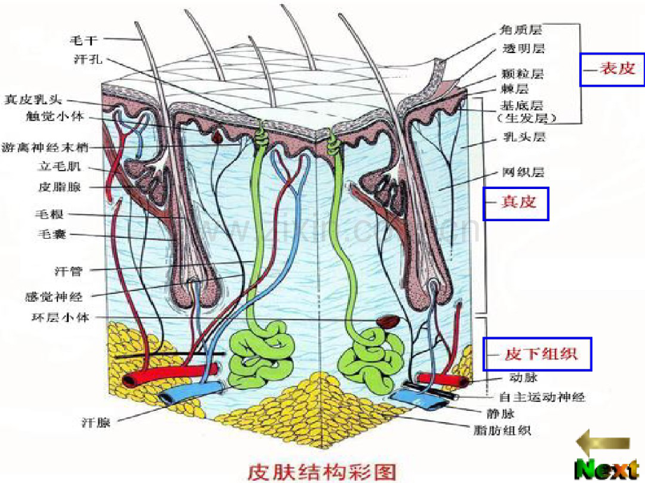美容药剂学.pdf_第2页