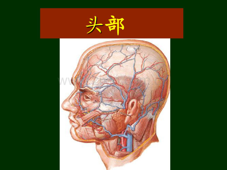 本科局解头颈部王定稿.pdf_第1页