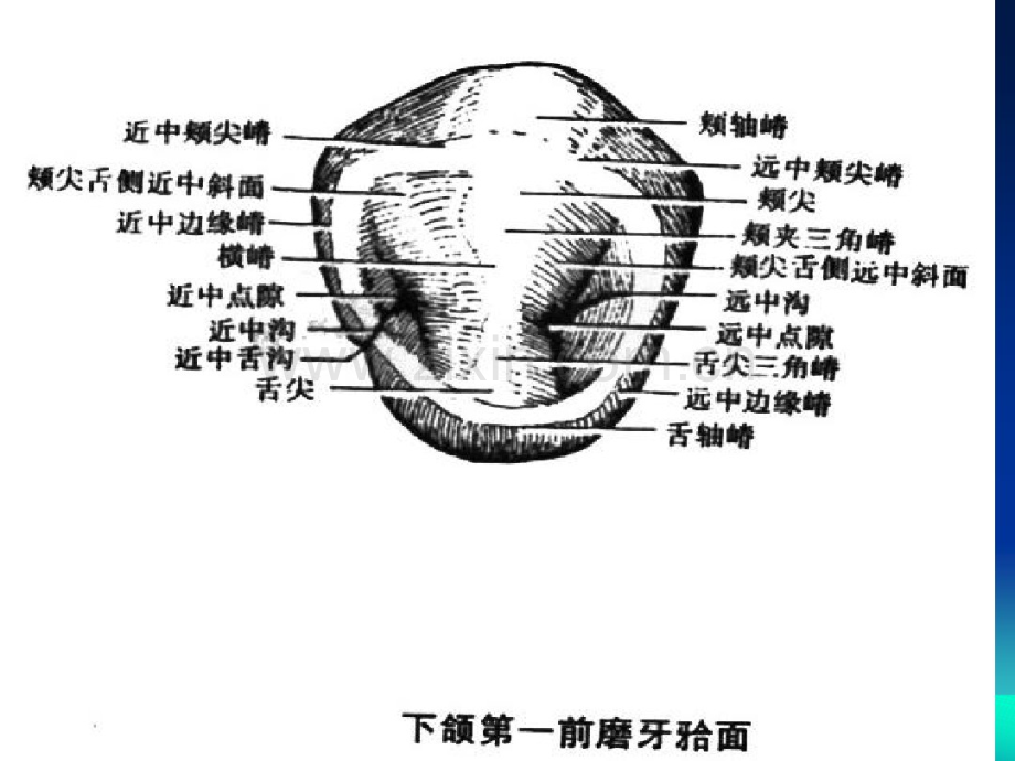 上颌磨牙解剖形态.pdf_第2页