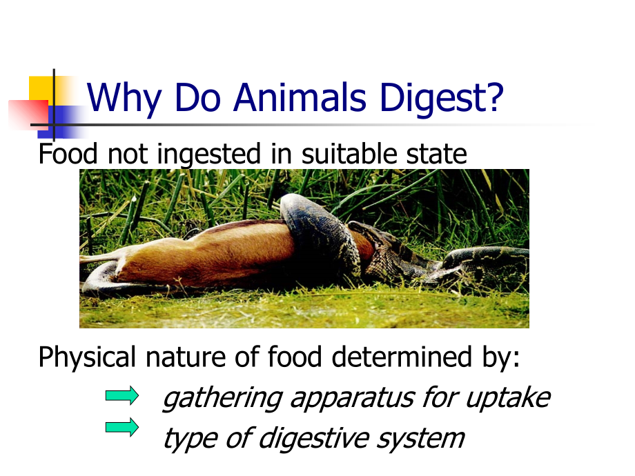 Comparative-Digestive-Physiology-(mod)-大学动物营养学.ppt_第2页