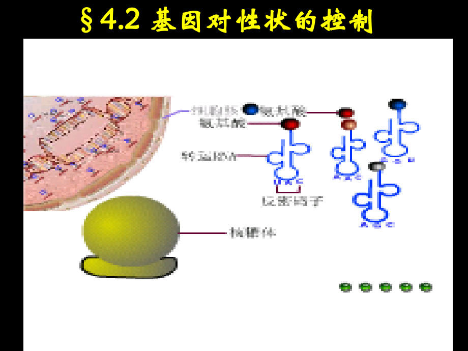 生物：42《基因对性状的控制》(新人教版必修2).ppt_第1页