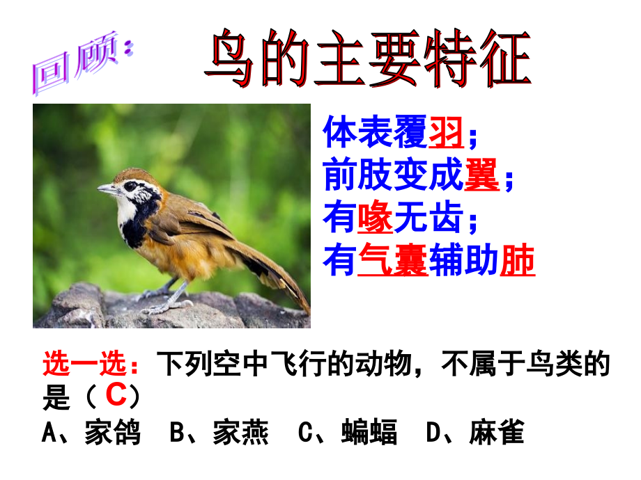 第七节-哺乳动物c.ppt_第1页