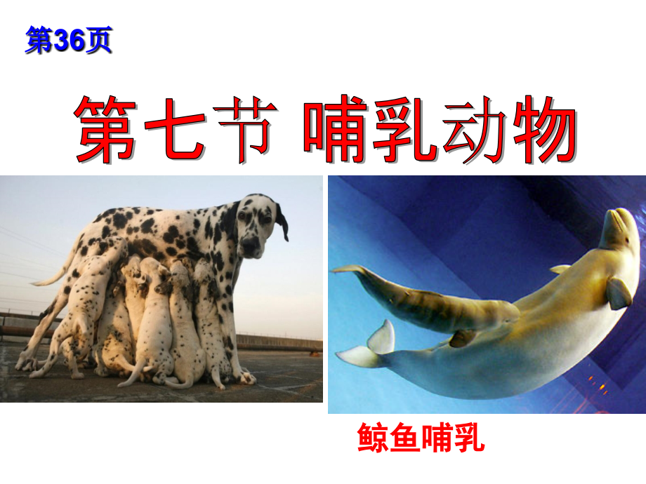 第七节-哺乳动物c.ppt_第2页