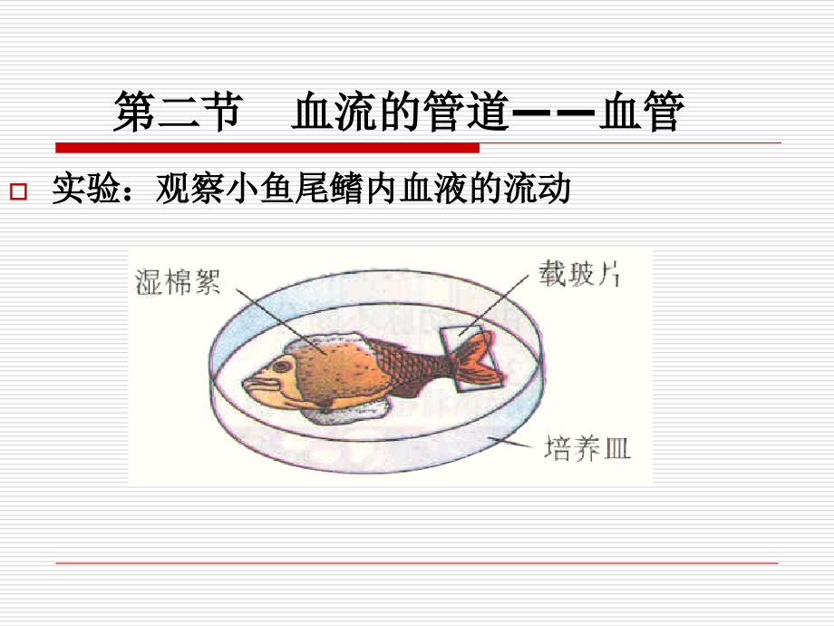 4、2-血管和心脏.ppt_第1页
