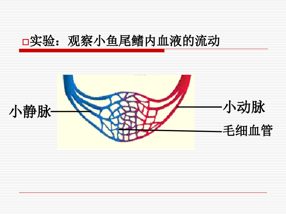 4、2-血管和心脏.ppt_第2页