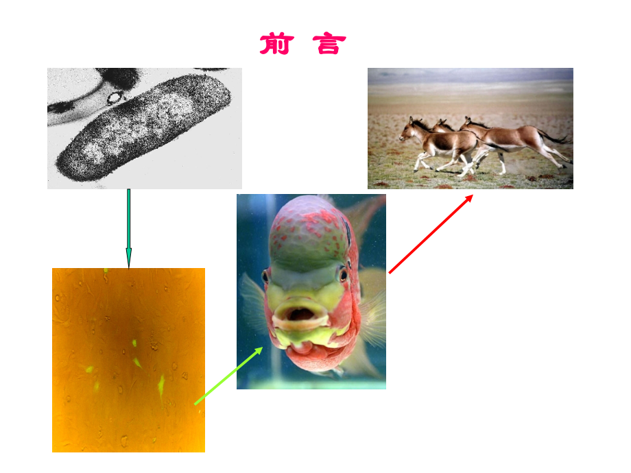 10-真核基因表达的调控.ppt_第2页