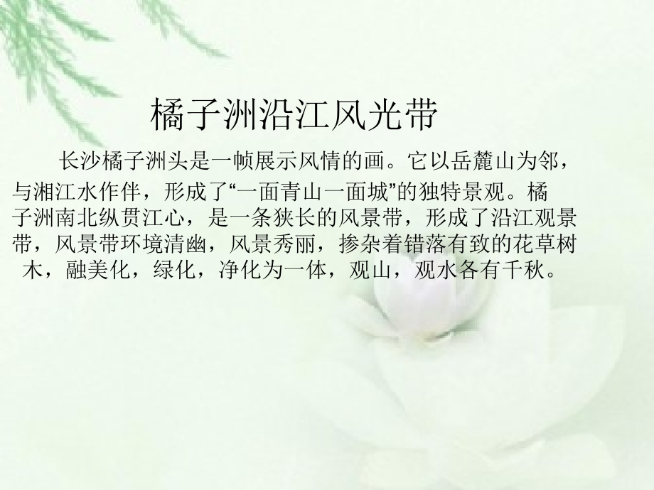 秋色叶树种介绍.ppt_第2页