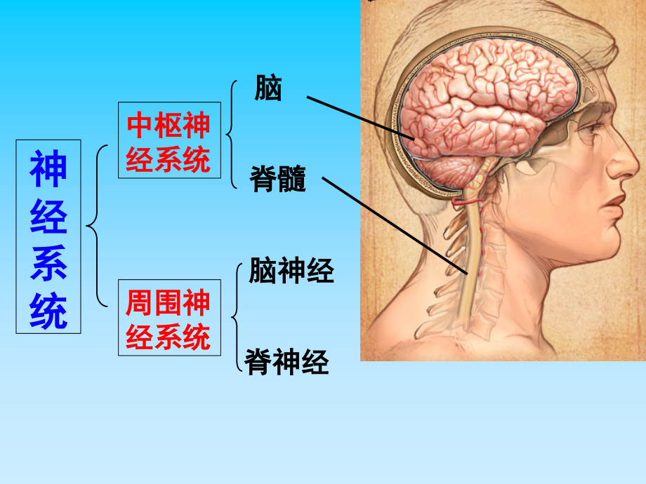 生物反射活动的基本原理教学.ppt_第2页