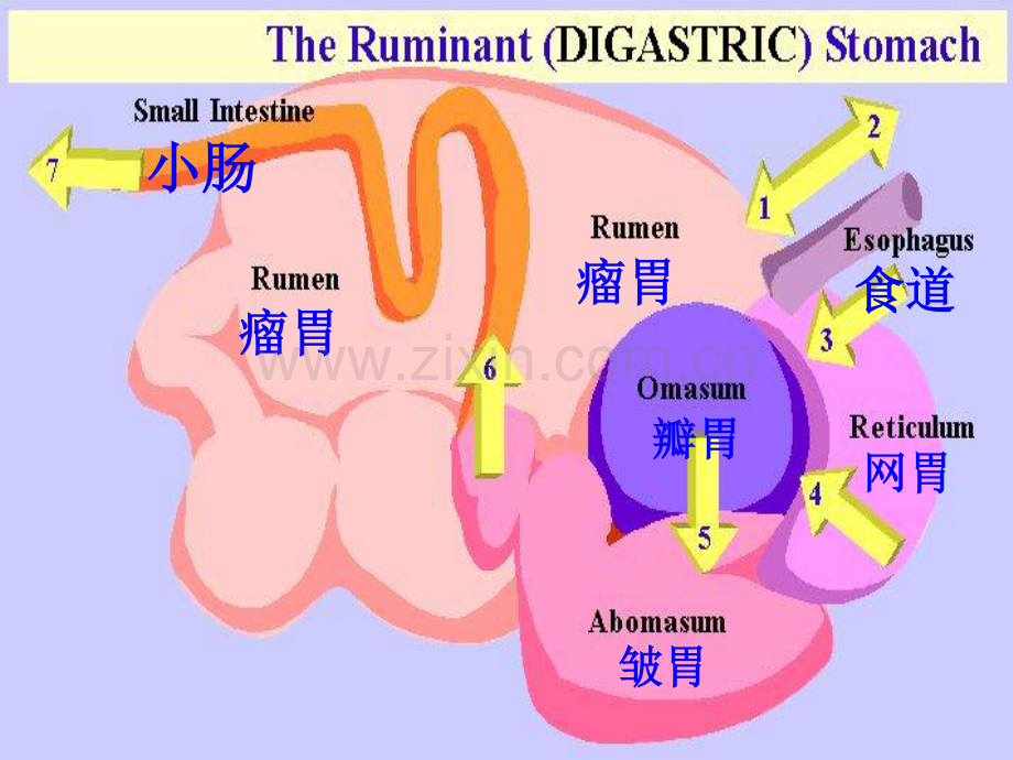 酵母添加剂-保利肥-畜牧兽医-农林牧渔-专业资料.pdf_第2页