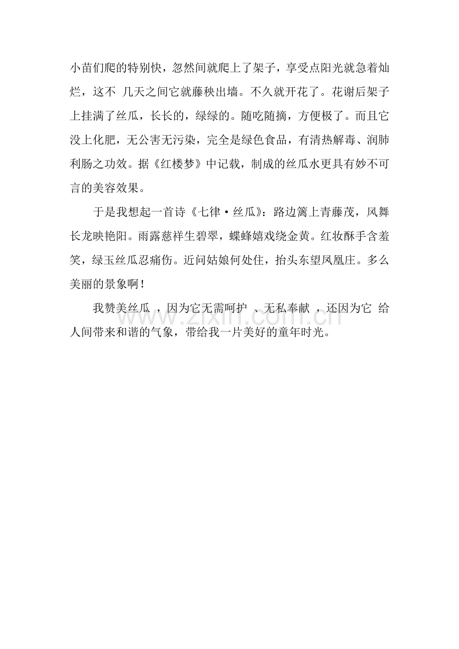 丝瓜花开作文850字.docx_第2页