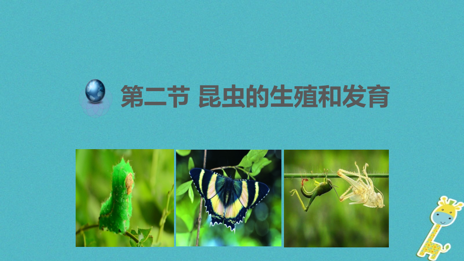 八年级生物下册7.1.2昆虫的生殖和发育讲义.ppt_第1页