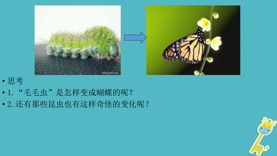 八年级生物下册7.1.2昆虫的生殖和发育讲义.ppt_第2页