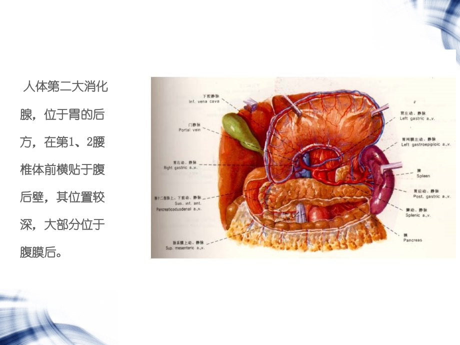 胰腺变异专题知识.ppt_第2页
