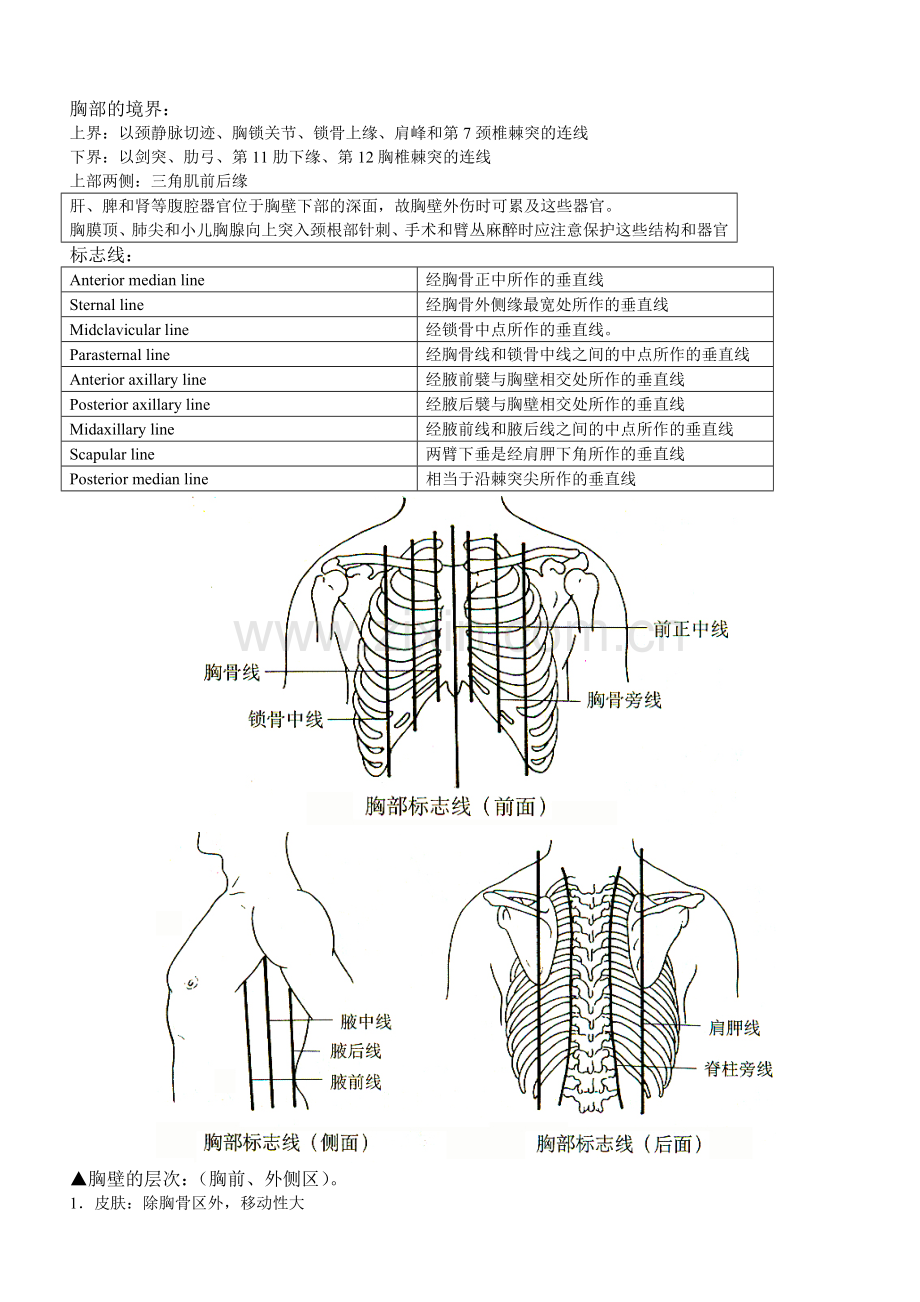 局部解剖学复习之胸部.doc_第1页