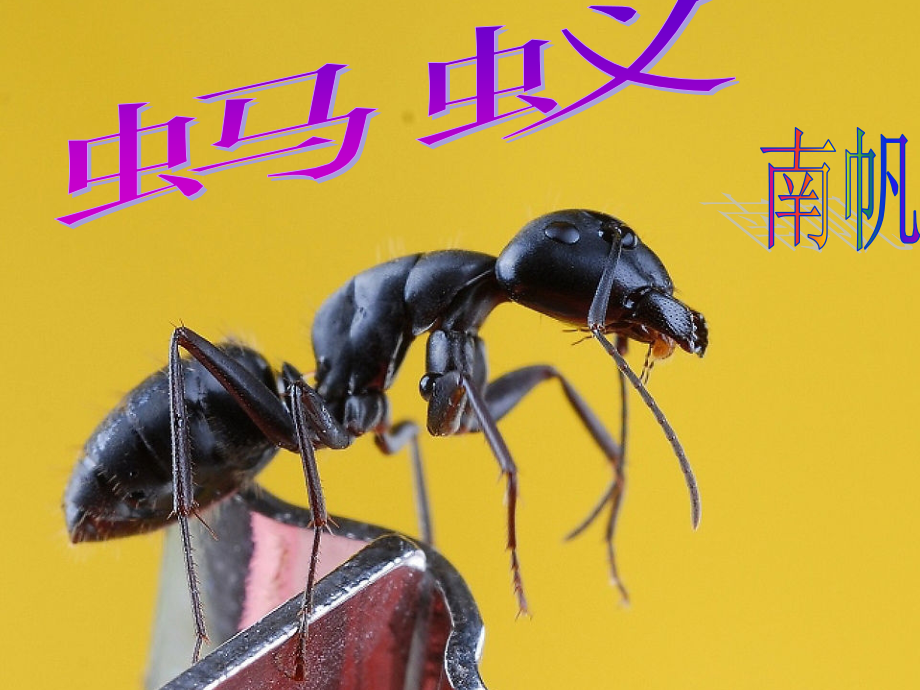 蚂蚁课件.ppt_第1页