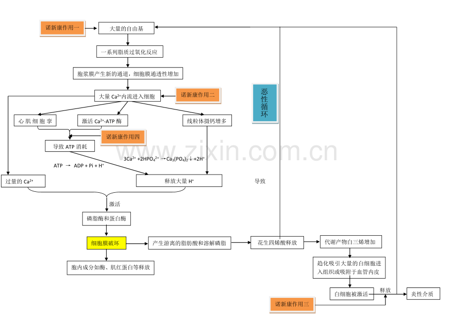自由基损伤组织细胞图释.docx_第1页