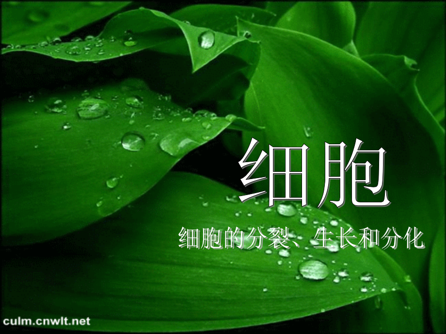 细胞2(正式).ppt_第2页