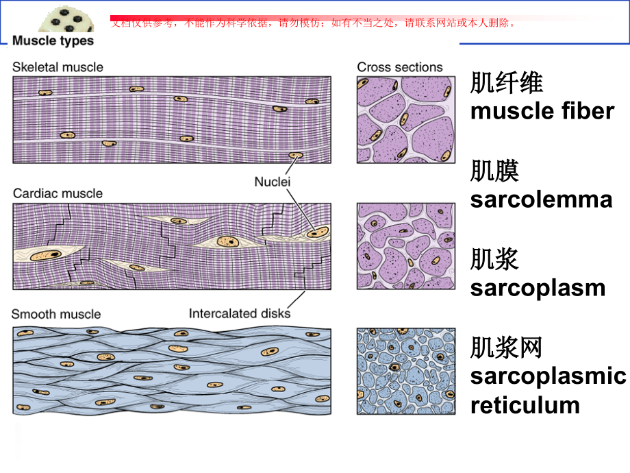 肌组织专题.ppt_第2页