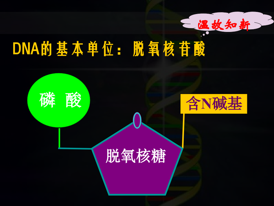 3.2《DNA分子的结构》课件10.ppt_第1页
