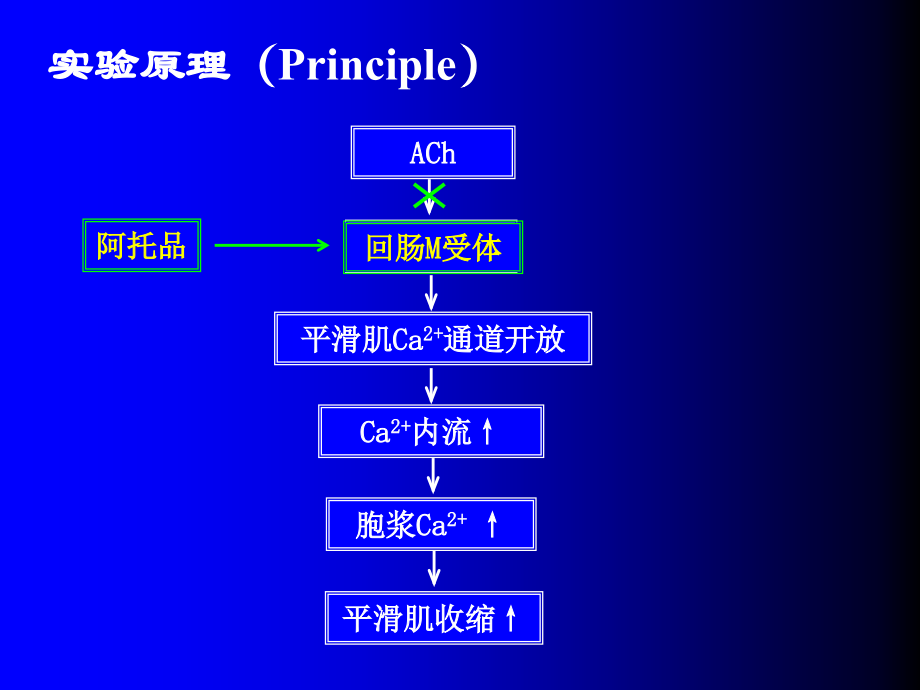 药物对离体豚鼠回肠的作用.ppt_第1页