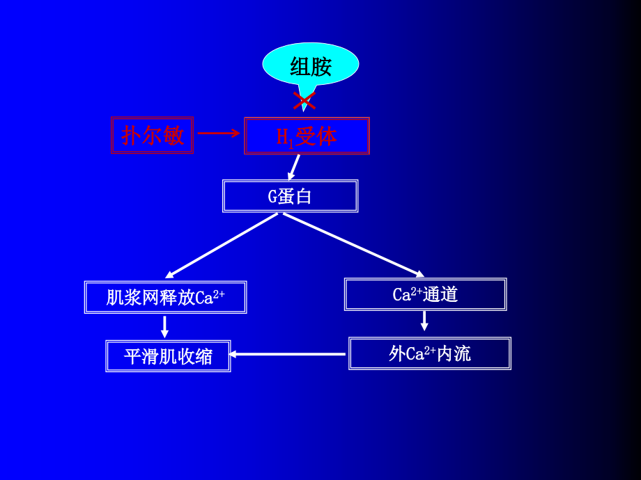 药物对离体豚鼠回肠的作用.ppt_第2页