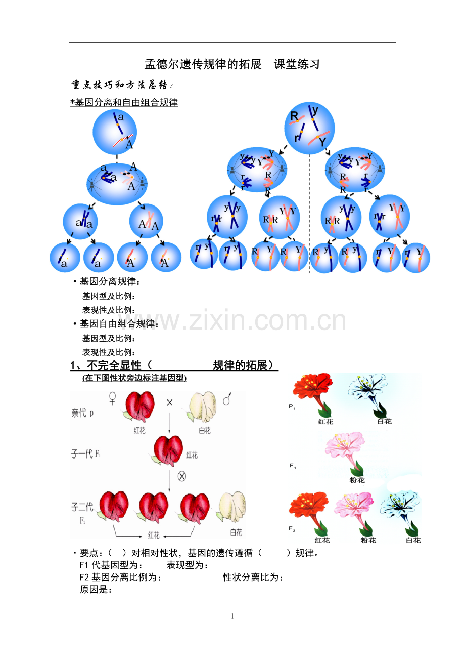 遗传规律拓展-课堂练习.doc_第1页
