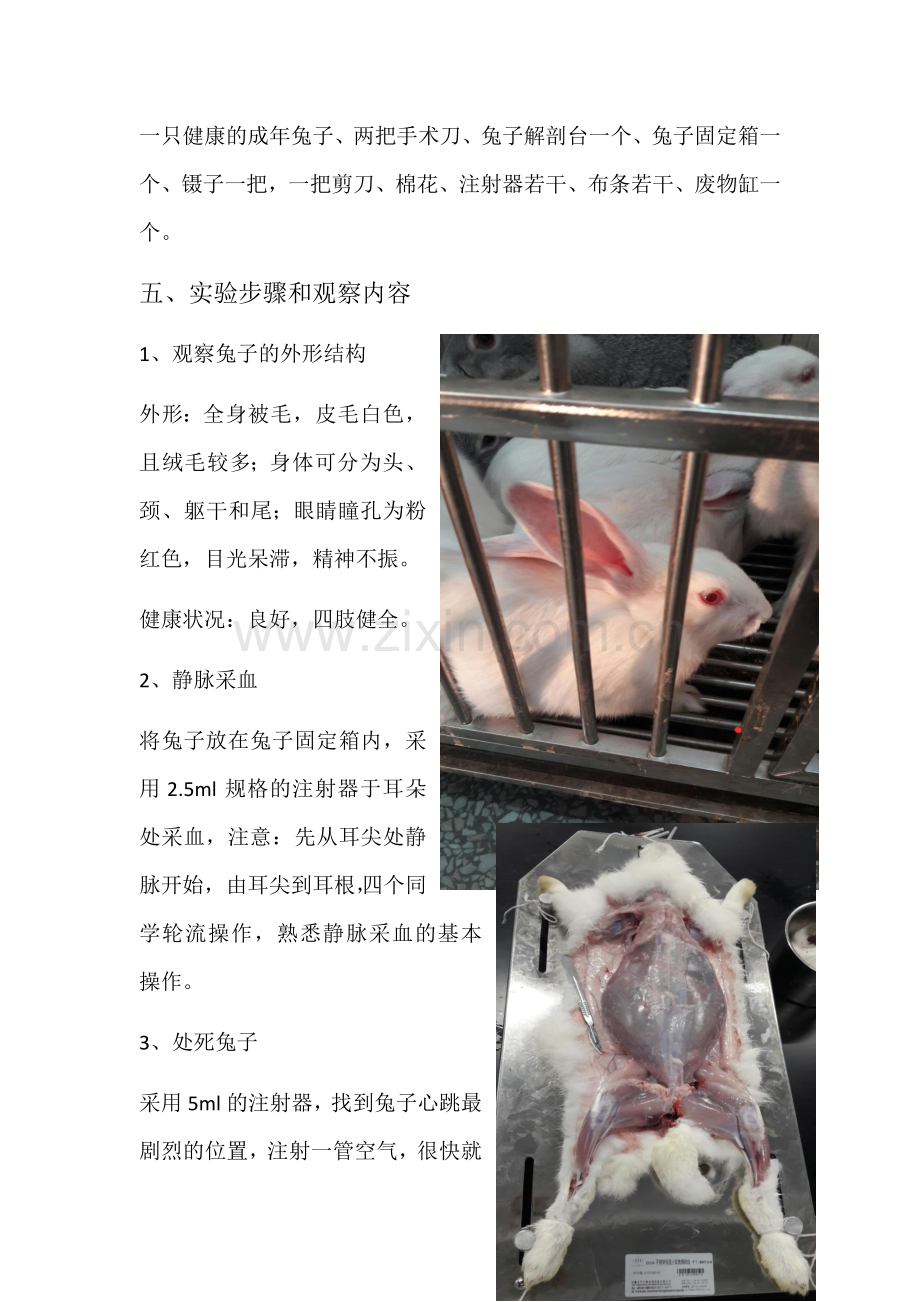 兔子解剖实验报告.docx_第2页