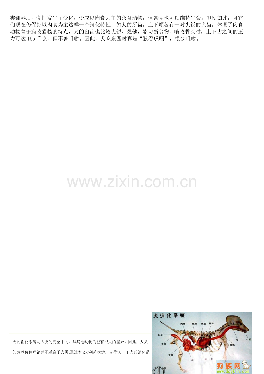 狗狗消化系统的特性.doc_第2页