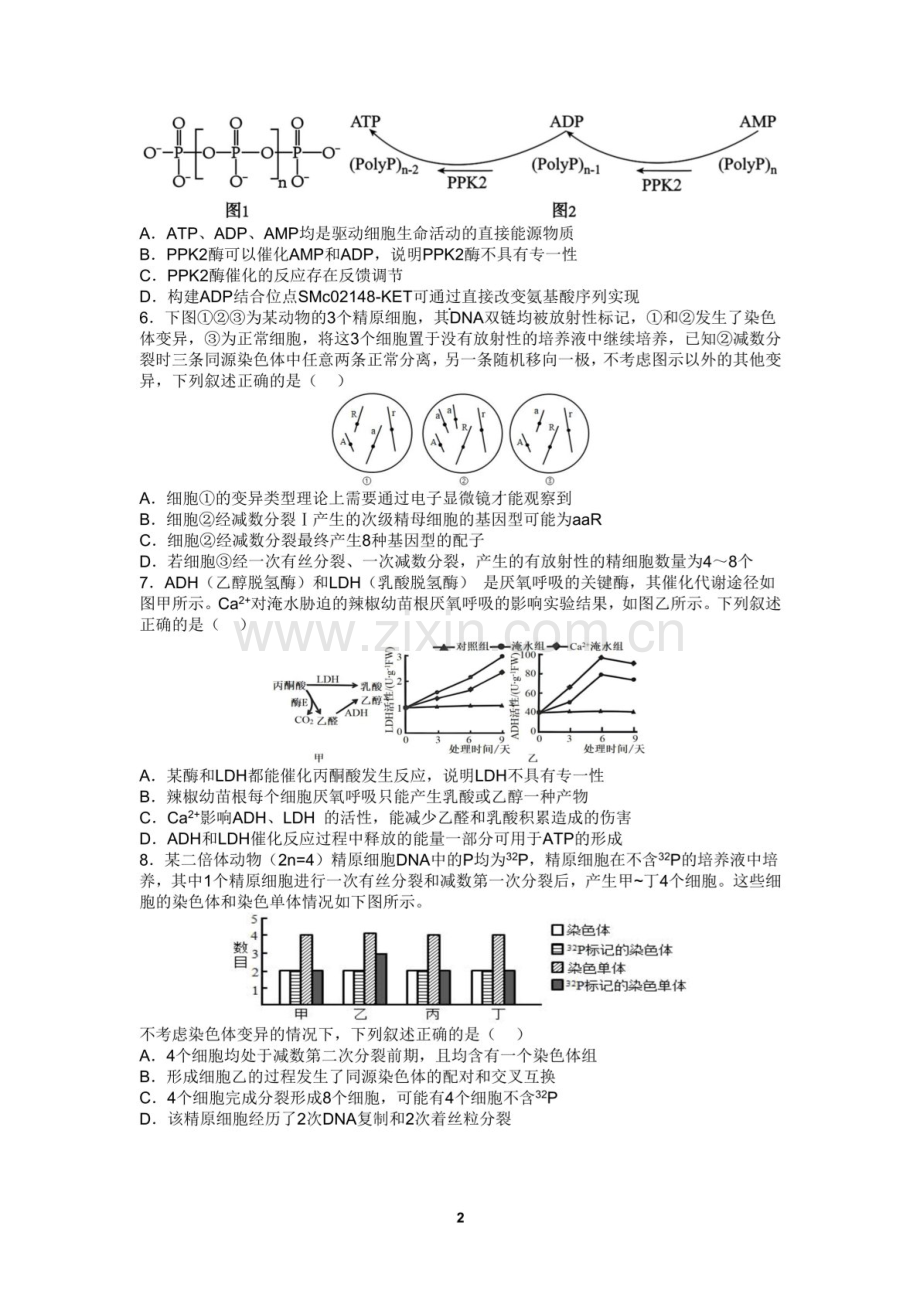 2025届四川省成都七中高三下学期10月月考-生物试题（含答案）.docx_第2页