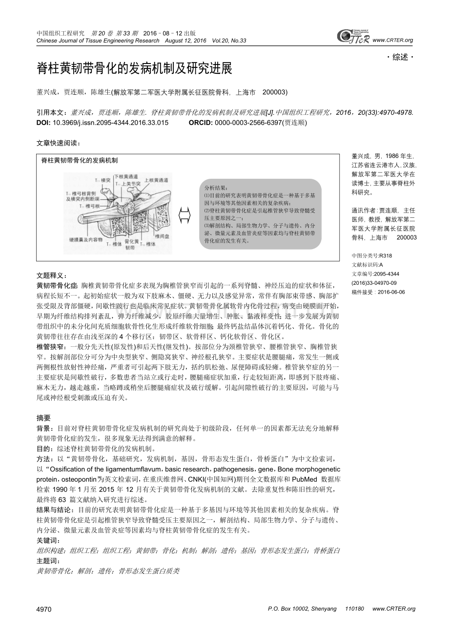 脊柱黄韧带骨化的发病机制及研究进展.doc_第1页