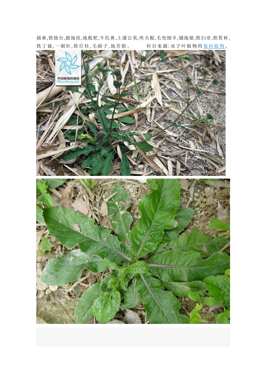 中草药丁茄夫(图文).doc_第2页