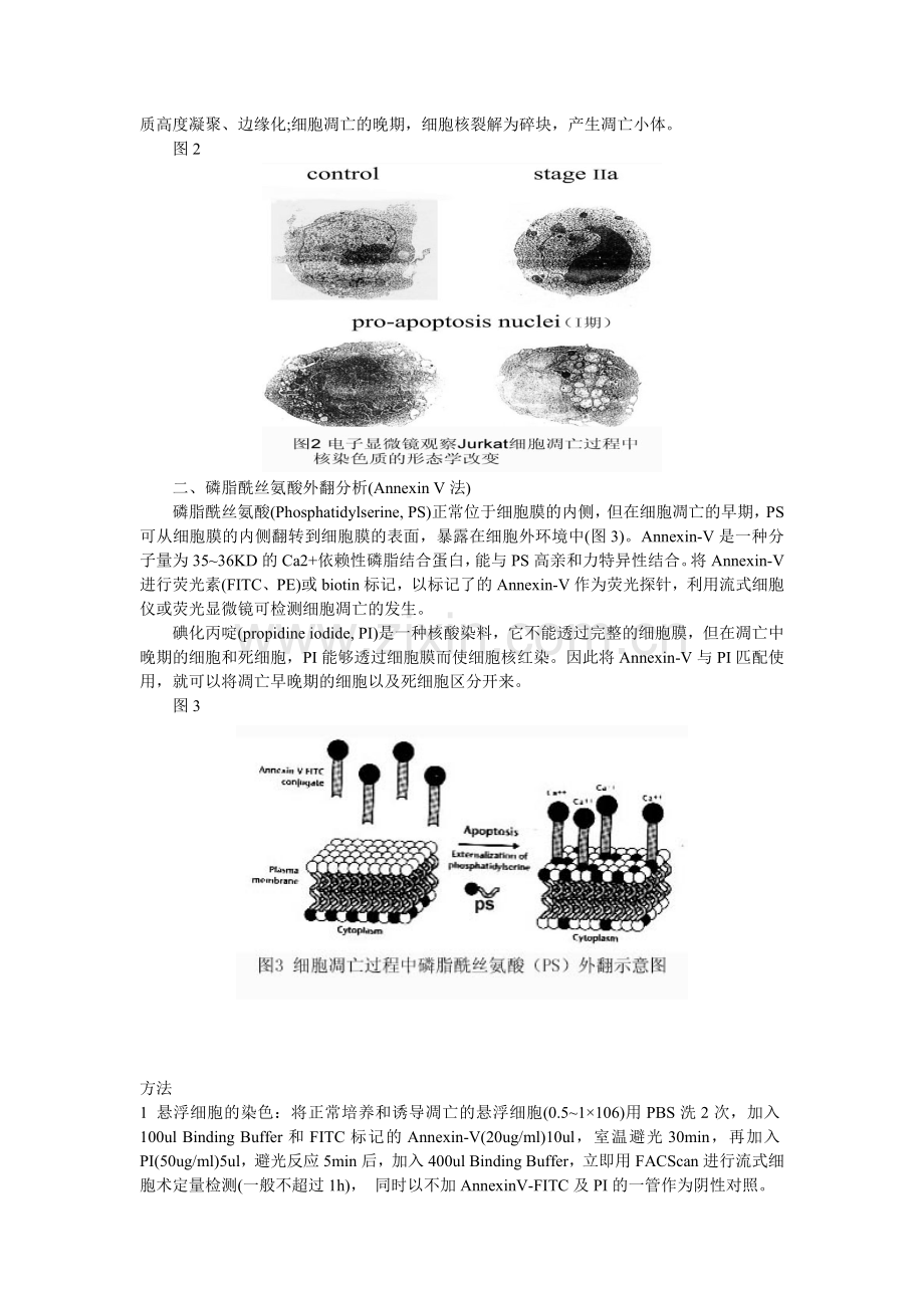 常见细胞凋亡检测的方法与注意事项.doc_第2页