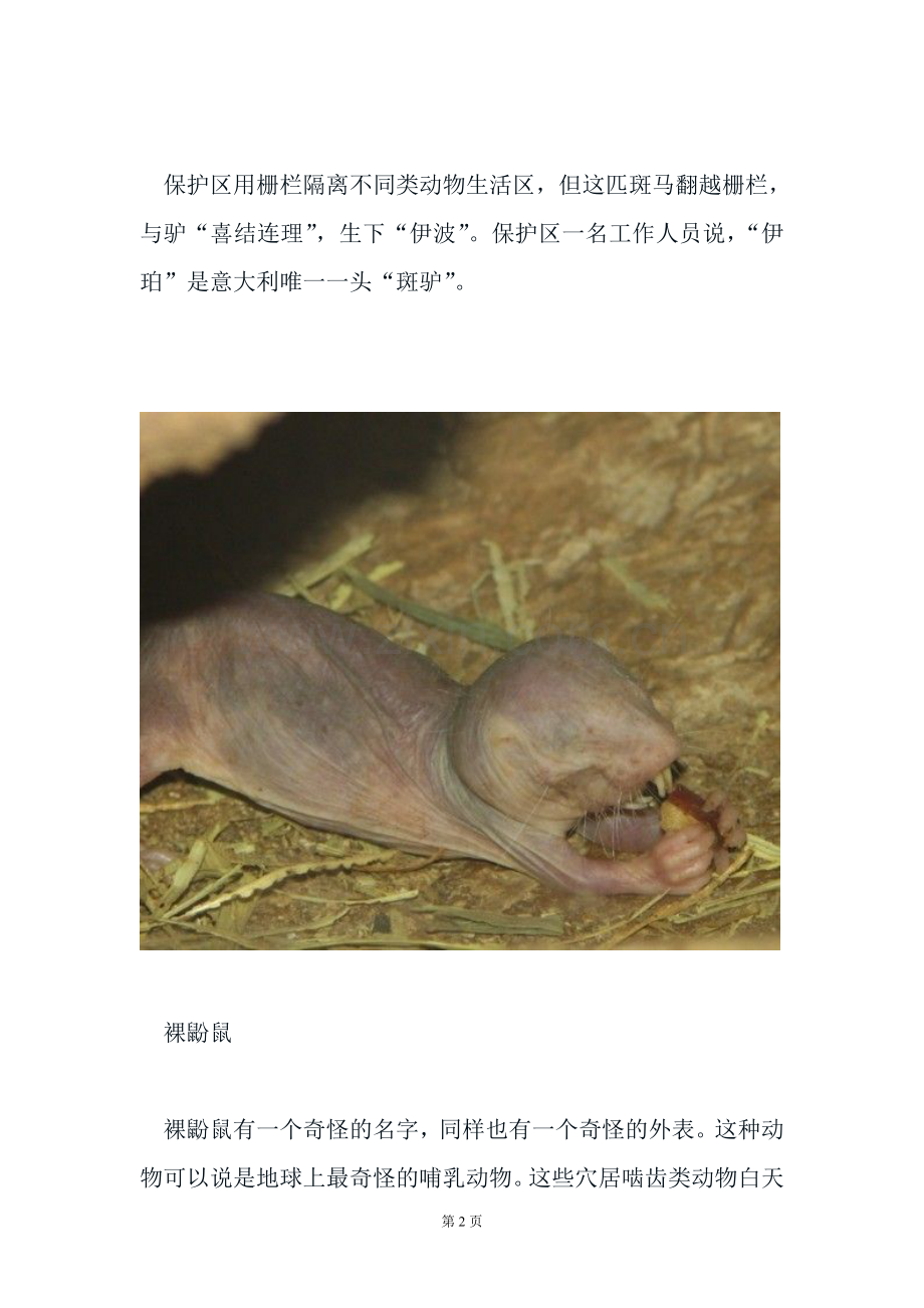 盘点让人匪夷所思的怪异动物.doc_第2页