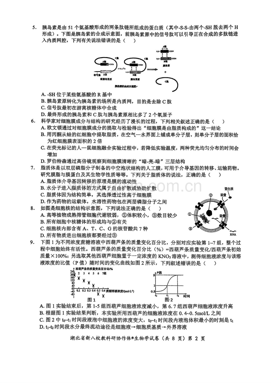 2025届湖北省新八校协作体高三下学期10月联考-生物试题（含答案）.docx_第2页