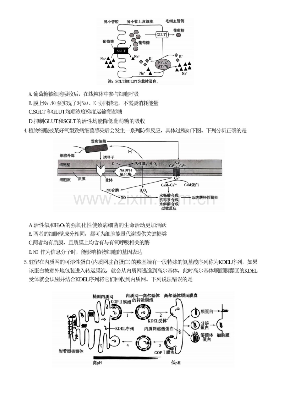 2025届山东省齐鲁联盟天一大联考高三下学期10月月考-生物试题（含答案）.docx_第2页