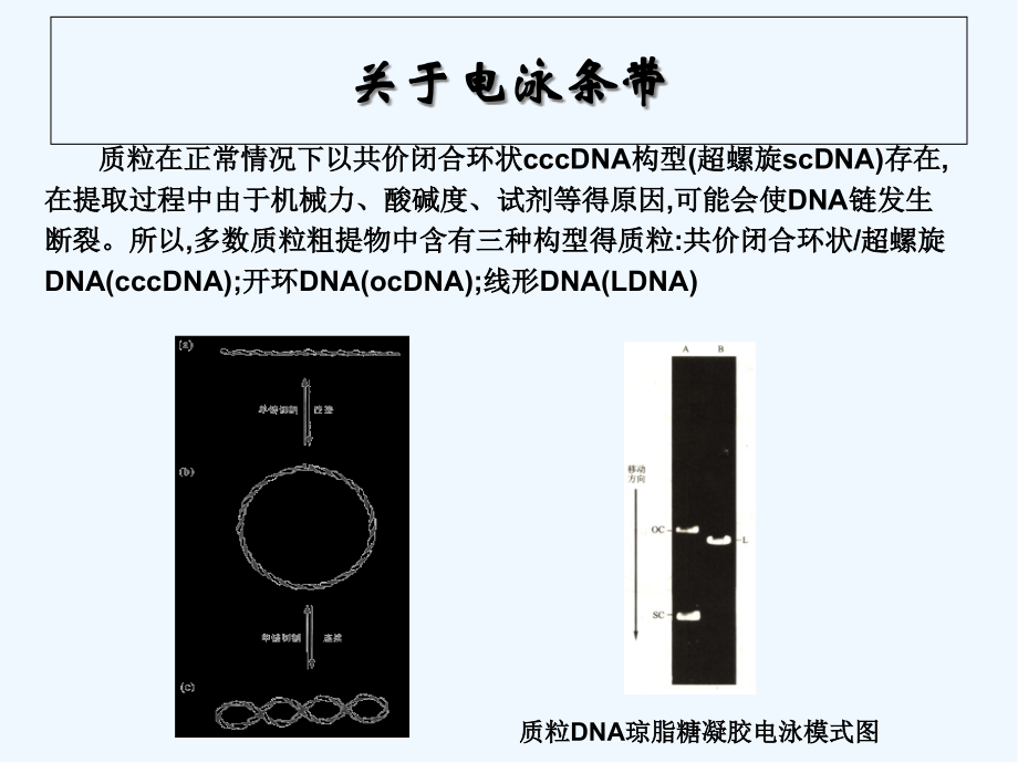 实验酶切连接及电泳检测.pptx_第2页