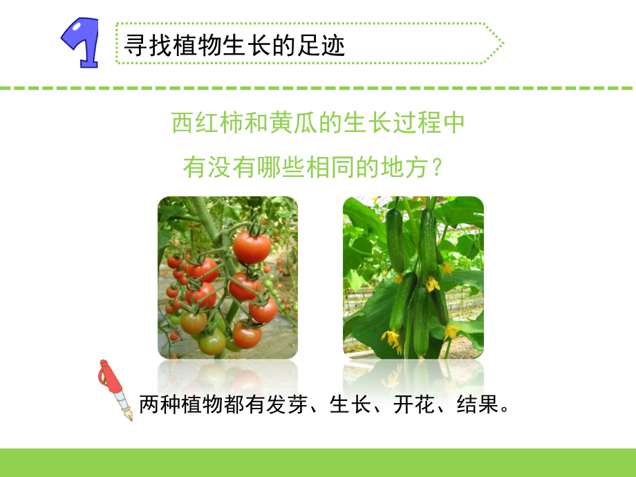 2020新教材苏教版三年级下册科学课件-4.植物结果了.ppt_第2页