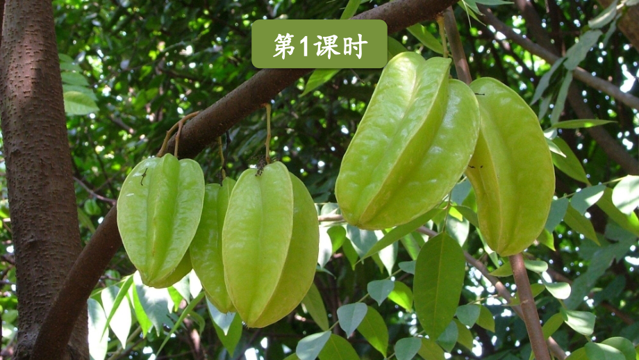 部编版二年级语文下册《画杨桃》优秀课件.pptx_第2页