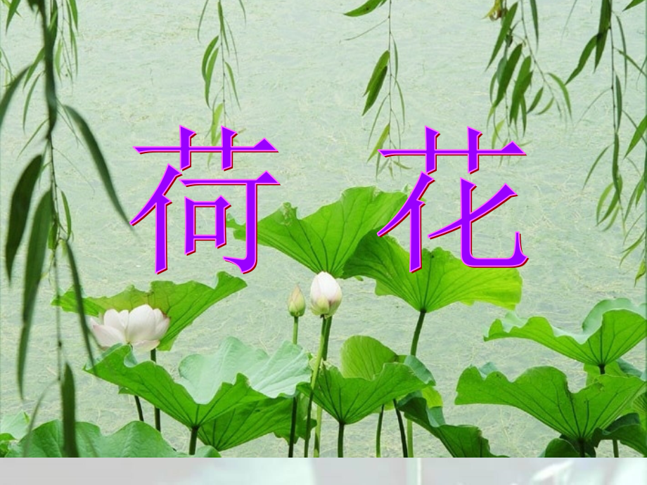 【语文】部编人教版小学语文3三年级下册03荷花优质课件.ppt_第2页