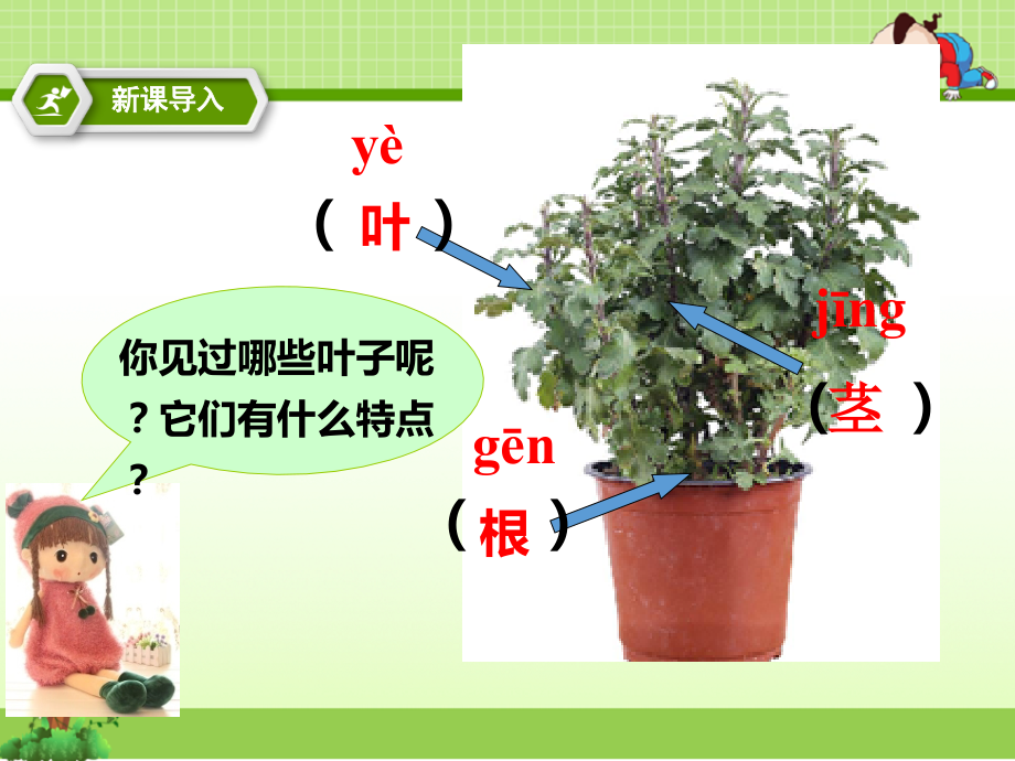 教科版一年级科学上册课件：第1单元第3课《观察叶》(课件).ppt_第2页