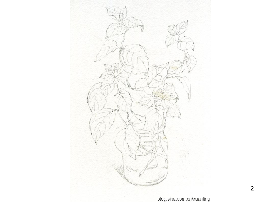 水彩花卉方法步骤课件.ppt_第2页