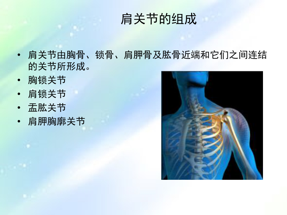肩袖解剖.ppt_第2页
