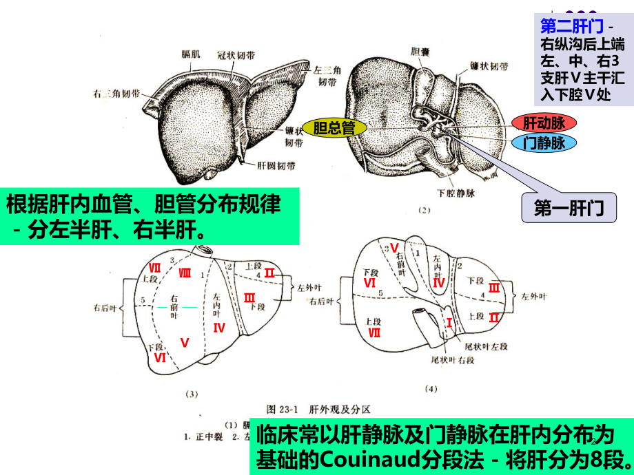 肝癌手术病人的护理课件.ppt_第2页