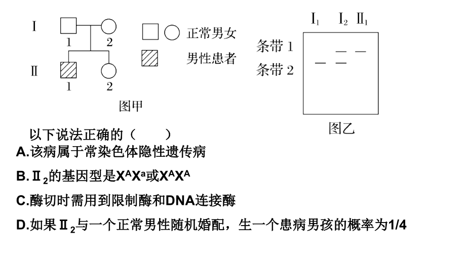 电泳图谱与遗传系谱图.pptx_第2页